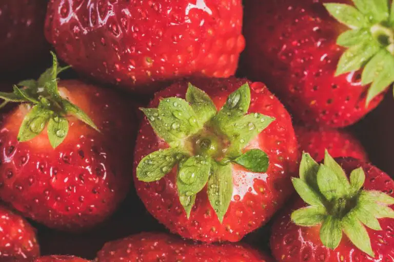 Can Dogs Eat Strawberry Leaves? Travel With Your Dogs