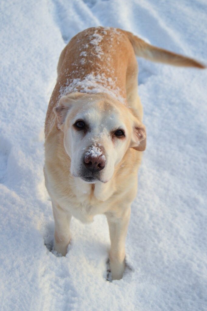 dog, snow, labrador