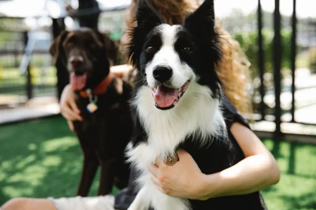 unrecognizable woman embracing border collie and gun dog on lawn