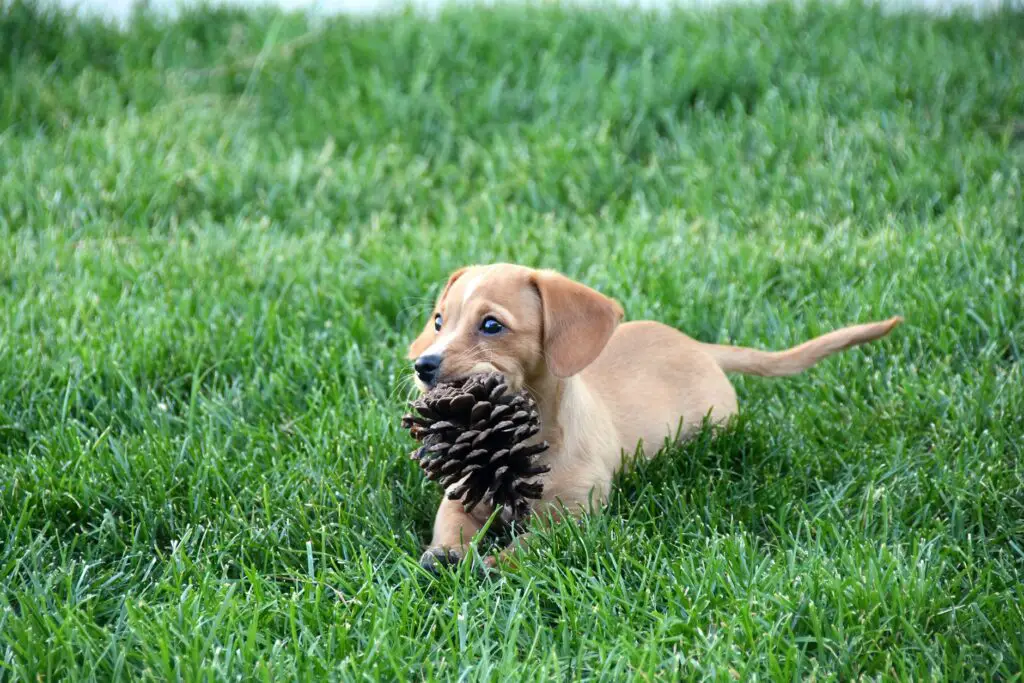 brown dog sitting on green grass field while biting a pinecone
